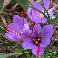 Saffron – 1 Gram